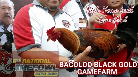 bacolod breeders gamefarm.